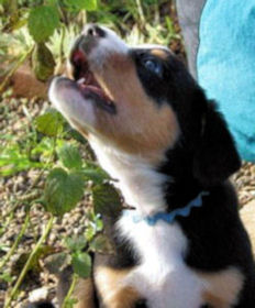 Entlebucher Data as a puppy